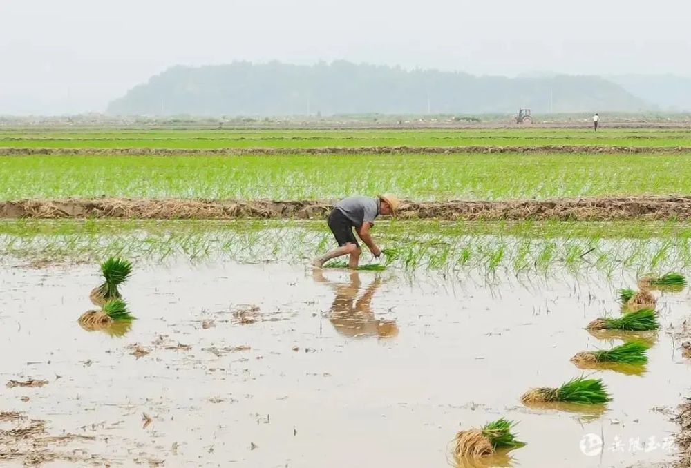 面對鹽鹼地含鹽量高的種植困難,柯榮光在開荒後,引湖水沖淡土壤鹽分