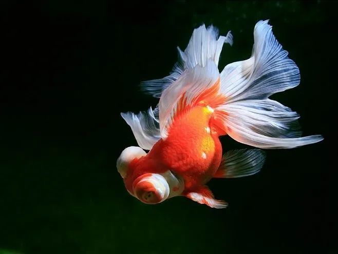 国画技法2 水墨金鱼的画法 腾讯新闻