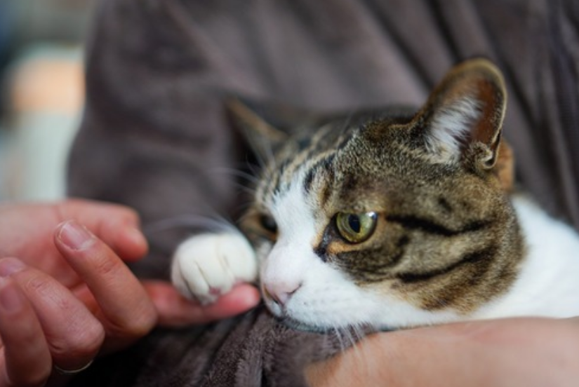 猫咪这5个部位要多 按摩 增进彼此感情 每天至少坚持一分钟 腾讯新闻