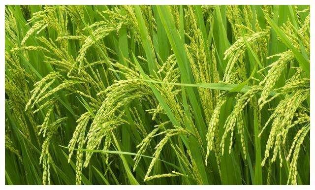 水稻进入拔节期,巧施穗肥促高产,你真的做对了吗?