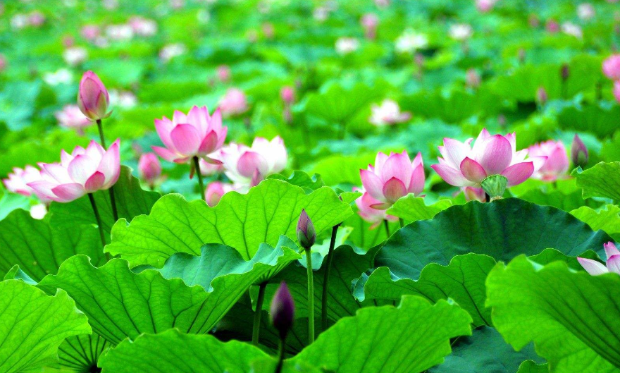 王昌龄|王昌龄咏荷花的一个千古名句，被李清照随手一仿，写出别样的美感