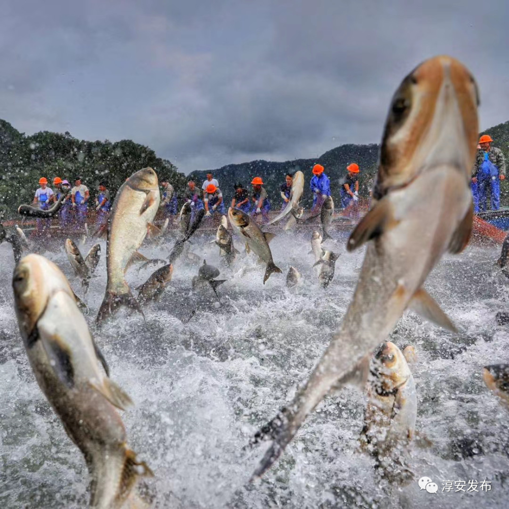 千島湖有機魚正常供應不會漲價!