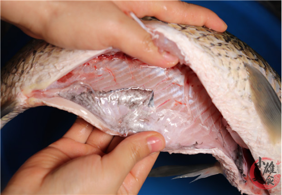 摘除 鱼腥线 就是大错 这4个才是腥味来源 可惜懂的人太少了