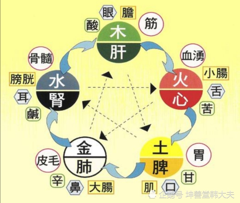 脏为阴,腑为阳,一阴一阳相为表里,并通过经脉相互络属联系,密切配合