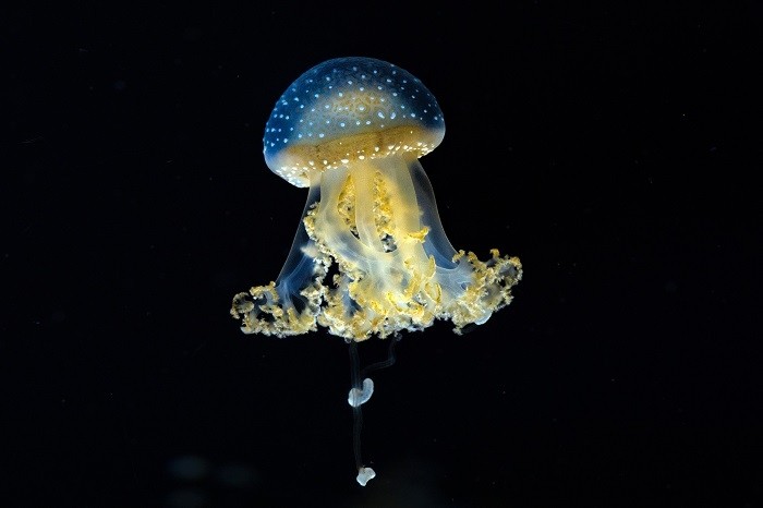 其他带有刺丝囊的生物包括僧帽水母,海黄蜂,海葵和火珊瑚