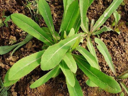曲麦菜——曲麦菜,味苦,性凉,具有清热解毒,祛痰止痛,补虚止咳之效
