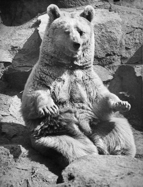 奇闻异事录——世上唯一被授予军衔的棕熊佛伊泰克的故事