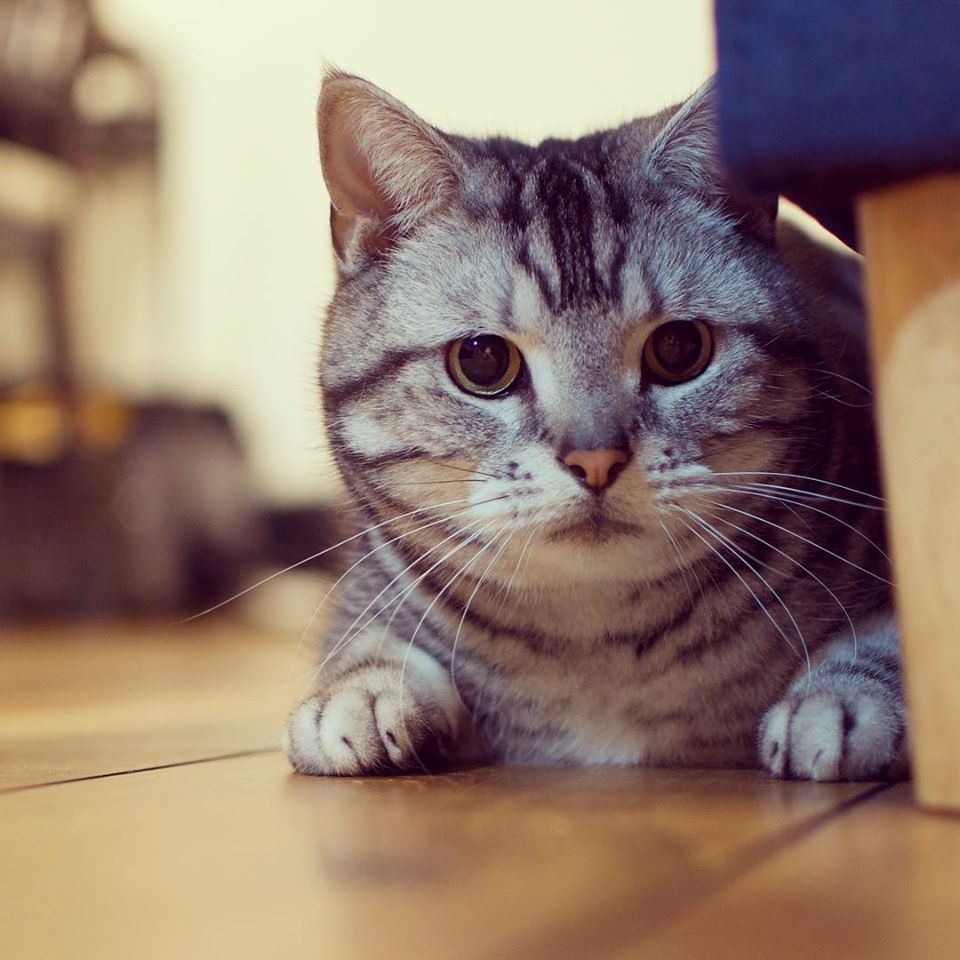 美短猫哪里买?向往优宠_宠物课堂