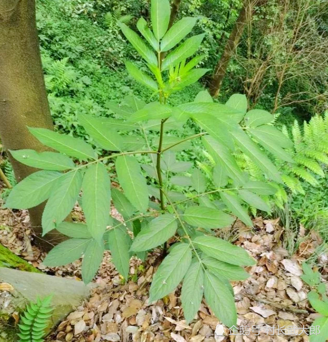 而後就被一些赤腳大夫進行配伍,加上一些其他舒筋活血的藥材製成藥酒