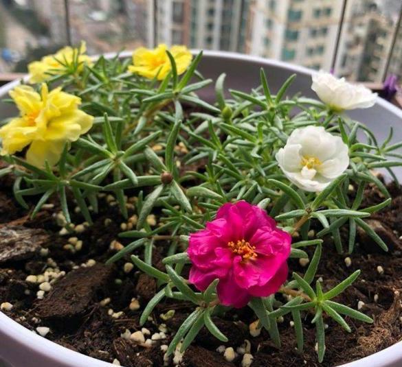 挖回家的太阳花该怎么处理 3个小方法 教你装饰庭院 盆栽 腾讯新闻