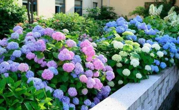 7月养绣球 栀子花 丽格海棠 花谢趁早剪一剪 花开个大色艳 腾讯新闻