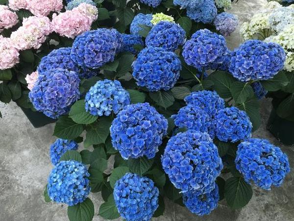 7月养绣球 栀子花 丽格海棠 花谢趁早剪一剪 花开个大色艳 丽格海棠 栀子花 花卉 绣球花