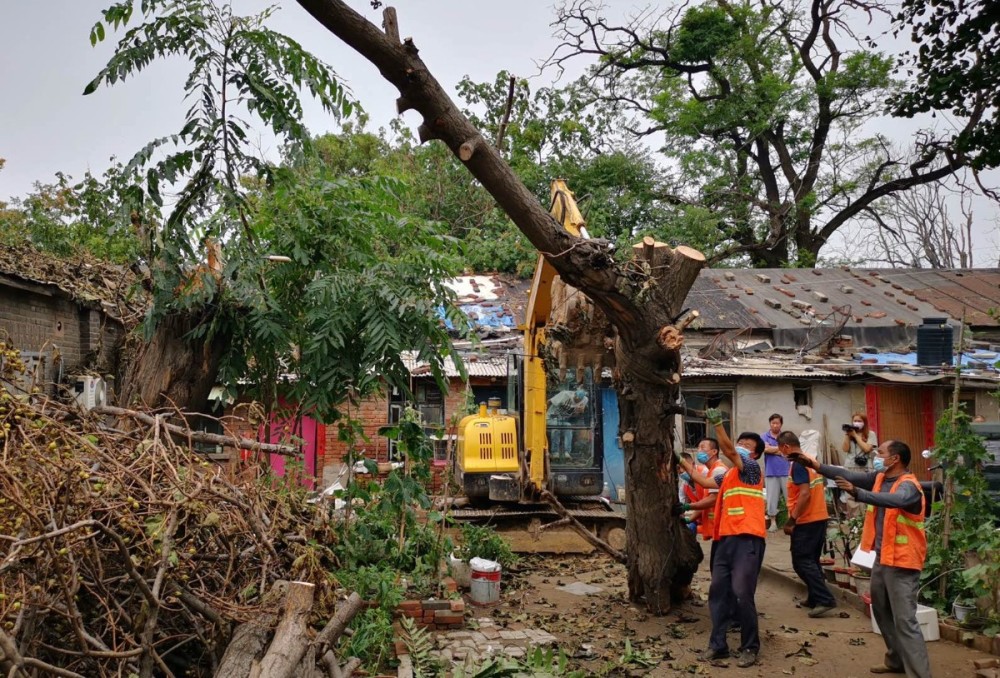 丰台区南苑街道|连日风雨，丰台这地儿多处大树倒伏！多亏街道反应迅速