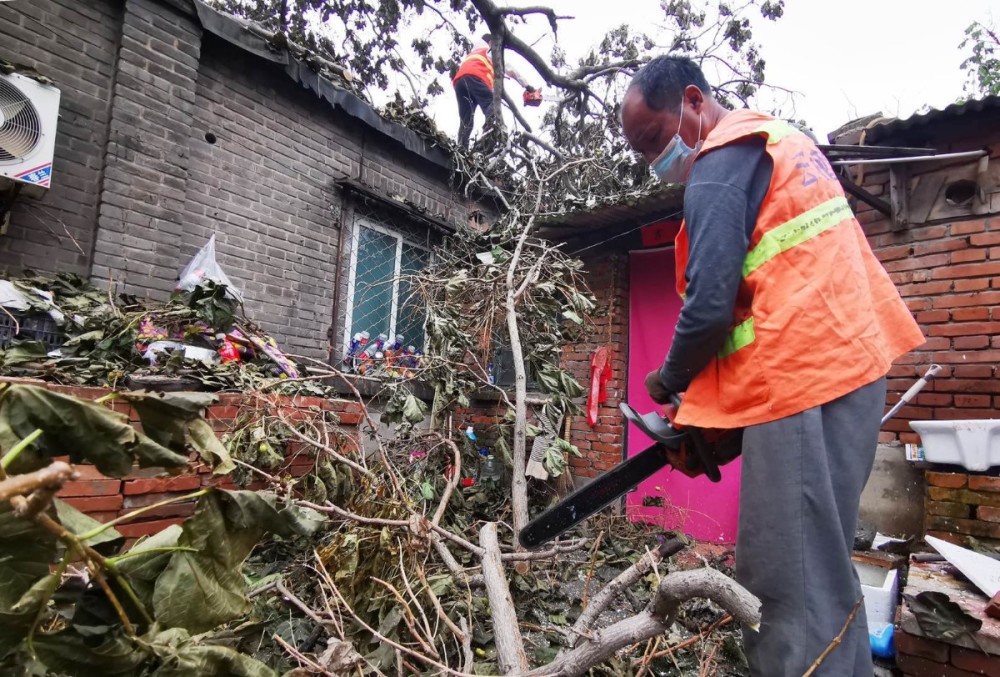 丰台区南苑街道|连日风雨，丰台这地儿多处大树倒伏！多亏街道反应迅速