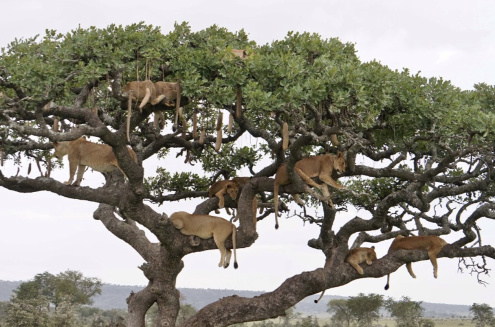 狮子|非洲多头狮子同时“挂”在一棵树上打盹 场面壮观罕见 你能数出几头