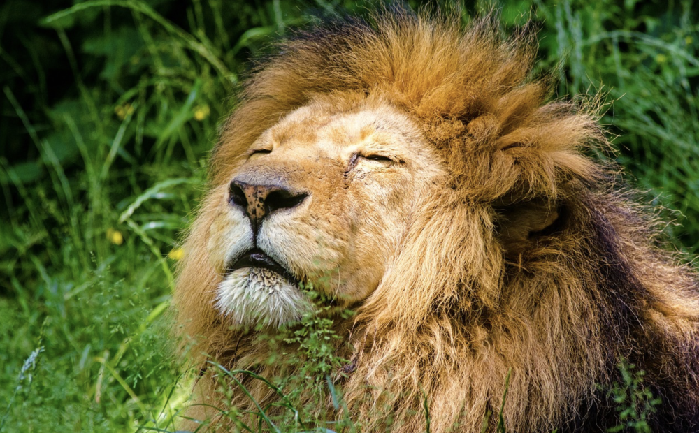 狮子|非洲多头狮子同时“挂”在一棵树上打盹 场面壮观罕见 你能数出几头