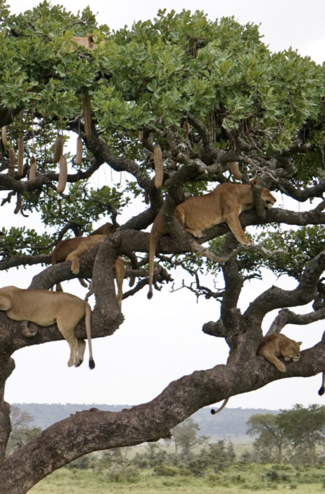 狮子|非洲多头狮子同时“挂”在一棵树上打盹 场面壮观罕见 你能数出几头