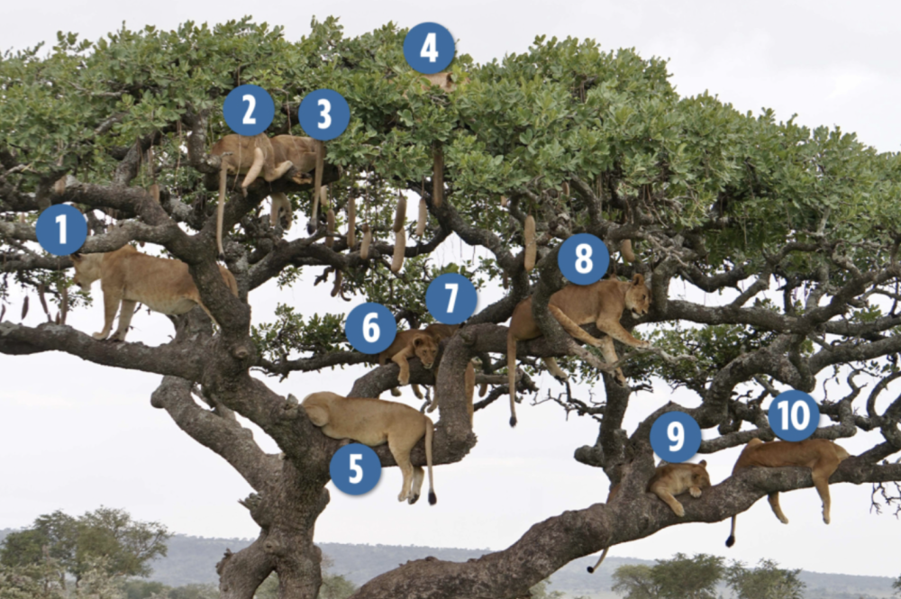 狮子|非洲多头狮子同时“挂”在一棵树上打盹 场面壮观罕见 你能数出几头