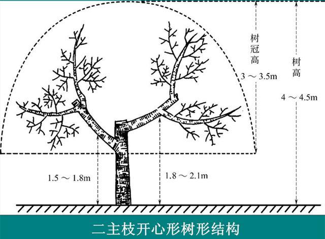 蘋果樹二主枝開心樹形整形修剪技術