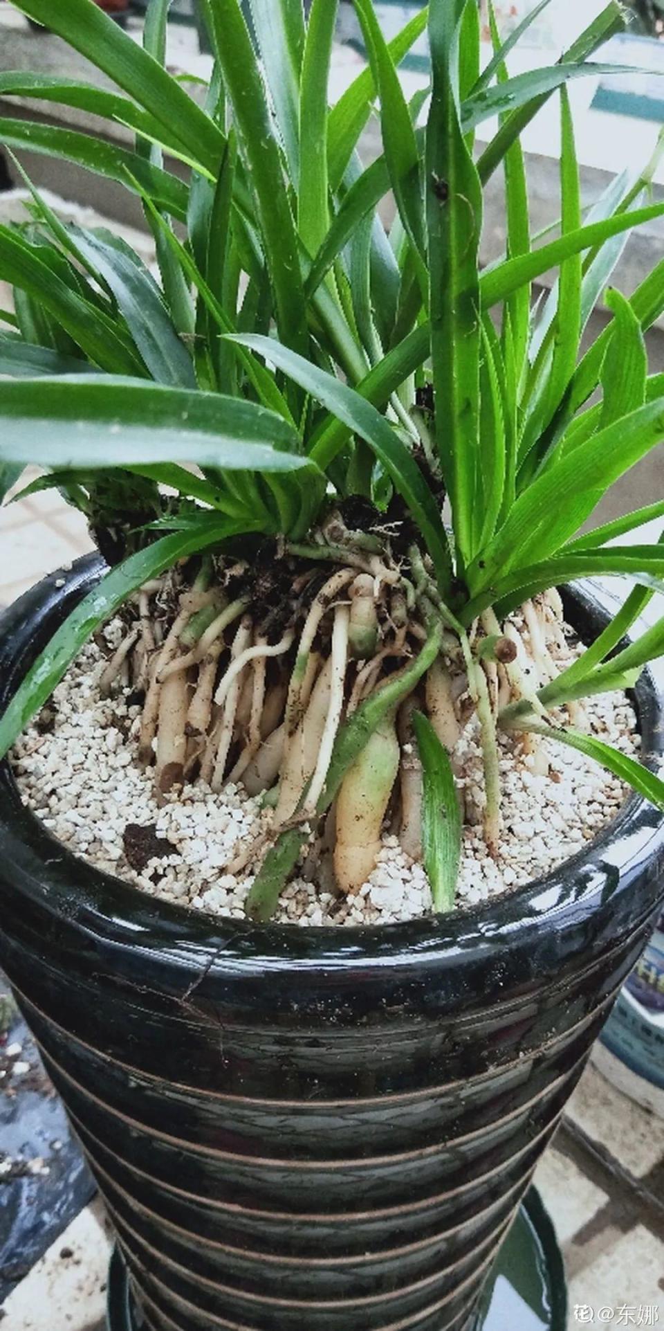 吊兰就用小盆养,根系拽一拽,立马变老桩!