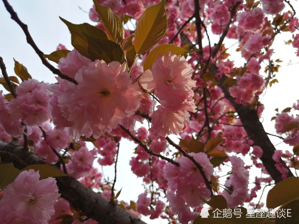 7月12日星座运势 双子干劲十足 天蝎稳扎稳打 双鱼顺其自然 腾讯新闻