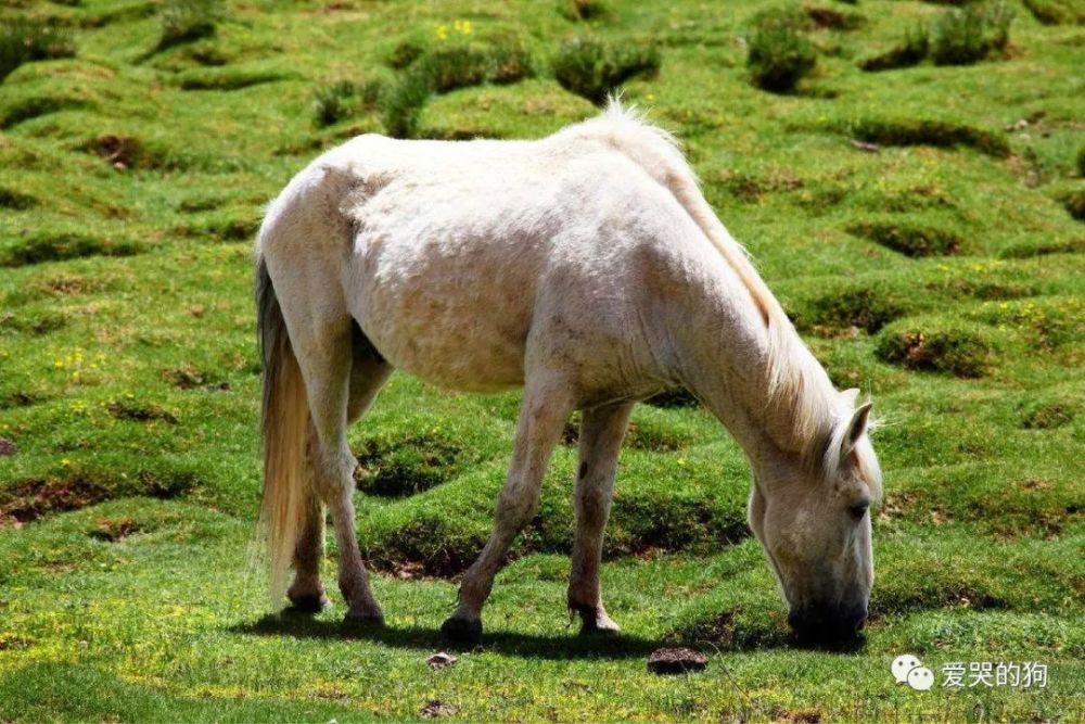 李贺|李长吉最经典的一首马诗，第一句就是令人惊艳，最后两句气势磅礴
