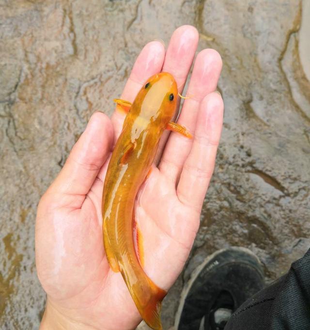 因为电鱼,四川深山里的黄蜂鱼正在消失,有人称它是最好吃黄辣丁