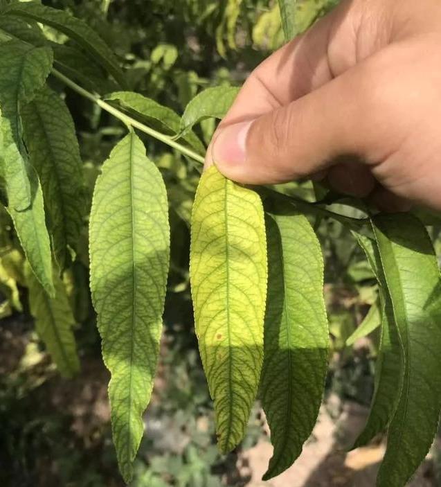 专家解读 果树叶片发黄脱落的原因及其相应对策 腾讯新闻
