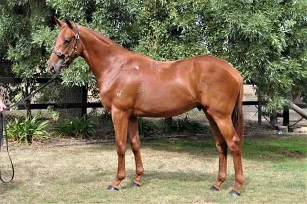 中国和顺丰马业赛马非凡荣光新西兰斩获首冠32万澳币购自殷利殊