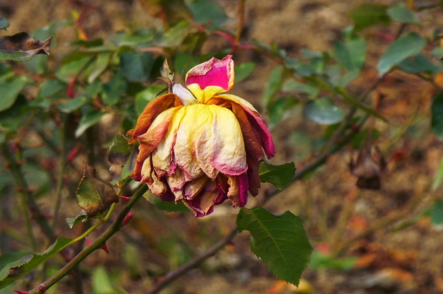 才七月你的月季就凋谢了