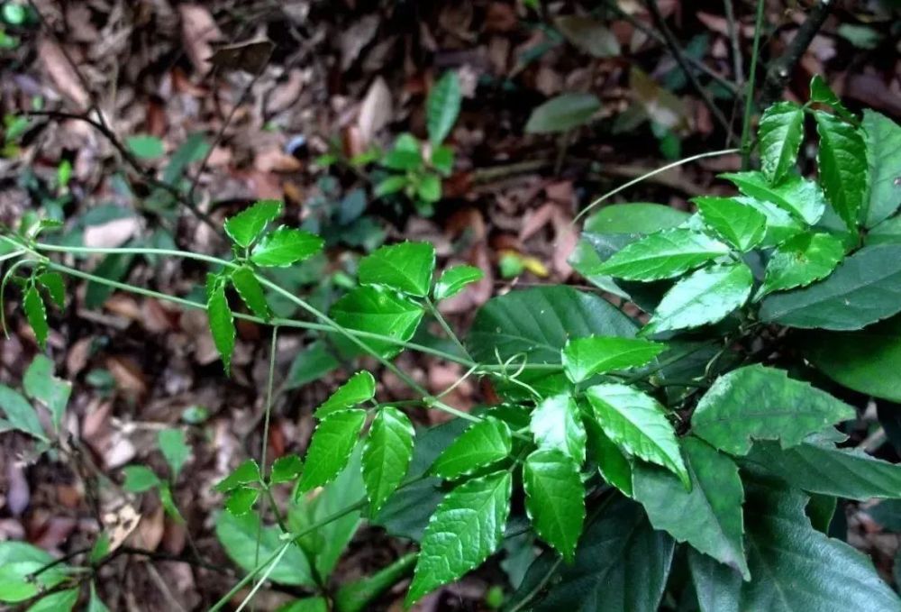 丽水一农民种草,居然种出800万!他种的这种草,你小时候可能都见过