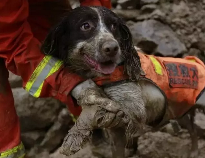 "神犬奇兵 搜救英雄"消防搜救犬的自我修养_腾讯新闻