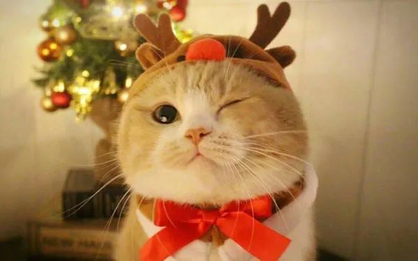 属猫的人┃楚康平