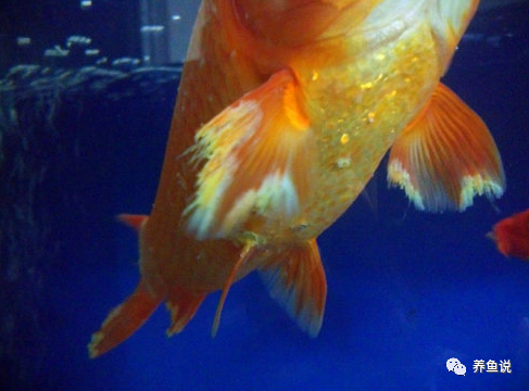 养鱼基础知识储备 观赏鱼鱼鳍烂了怎么办 病因和应对方法分享 腾讯新闻