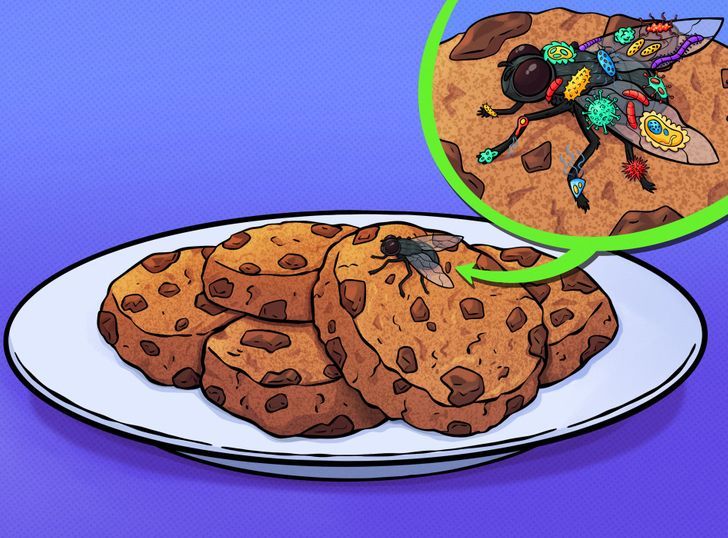 苍蝇|深度解读：苍蝇降落在你的食物上时，真正发生的事情