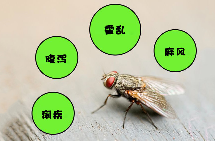 苍蝇|深度解读：苍蝇降落在你的食物上时，真正发生的事情