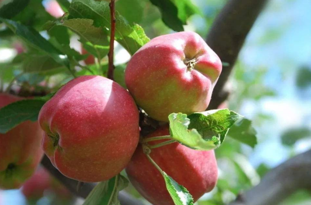 古代苹果不叫苹果 而是一个很写意的名字 日语现在仍然保留 腾讯网