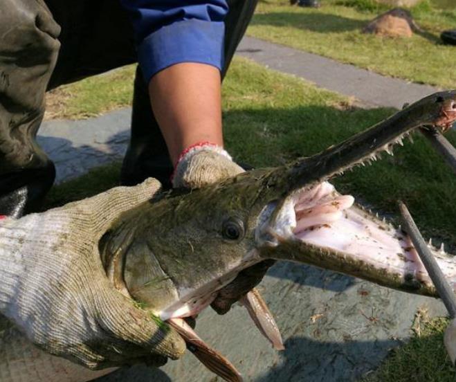 亚洲鲤鱼在美国泛滥当地人花式捕杀最后引进了它