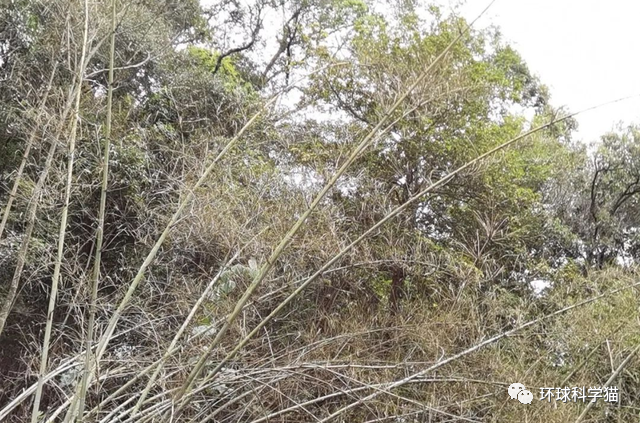 云南|云南发生蝗灾！面积已达81193亩，如何才能有效控制？