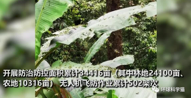 云南|云南发生蝗灾！面积已达81193亩，如何才能有效控制？