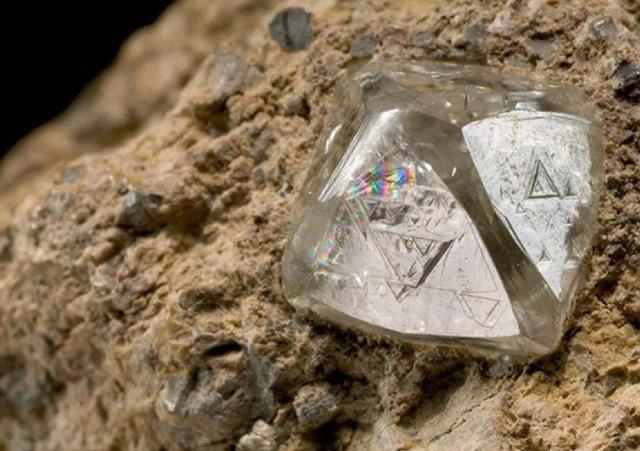 钻石|全球最“贪财”的植物，生长于钻石层地面上，却引来“杀身之祸”