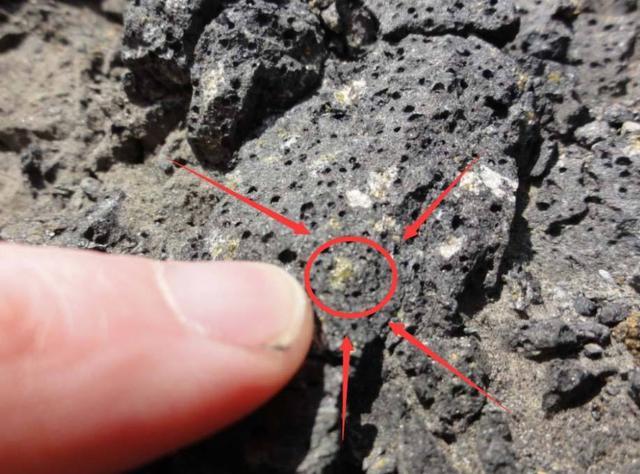 钻石|全球最“贪财”的植物，生长于钻石层地面上，却引来“杀身之祸”