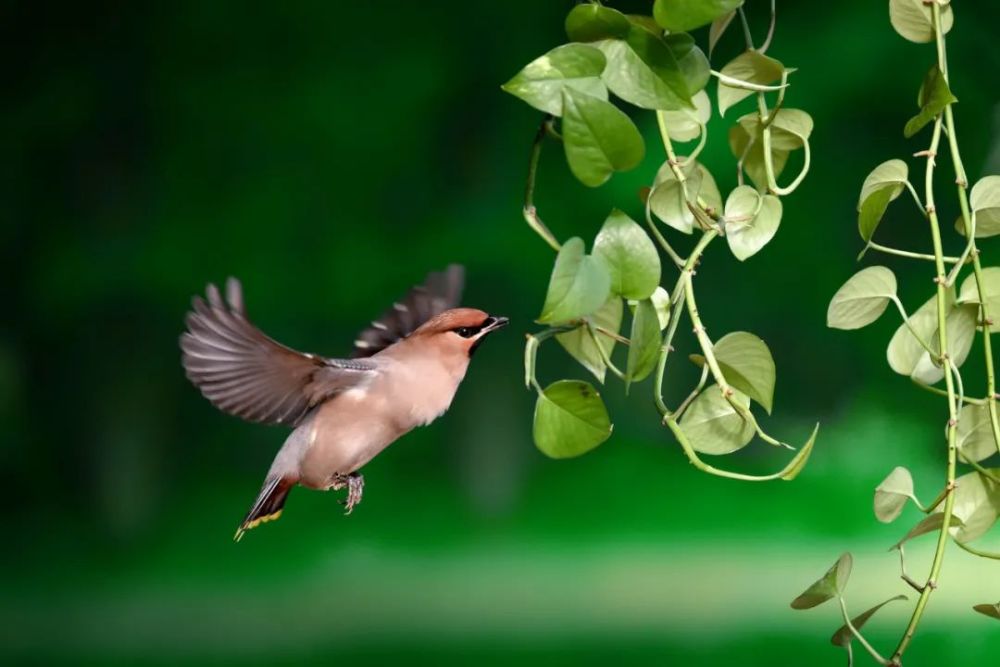 鸟鸣声声藉乡愁