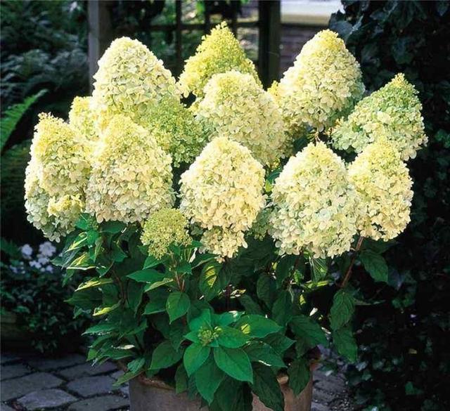 一种绣球花好看又抗晒 盛夏开出灯笼绣球 养在墙角成片开花 灯笼 墙角 盆栽 地栽 绣球花