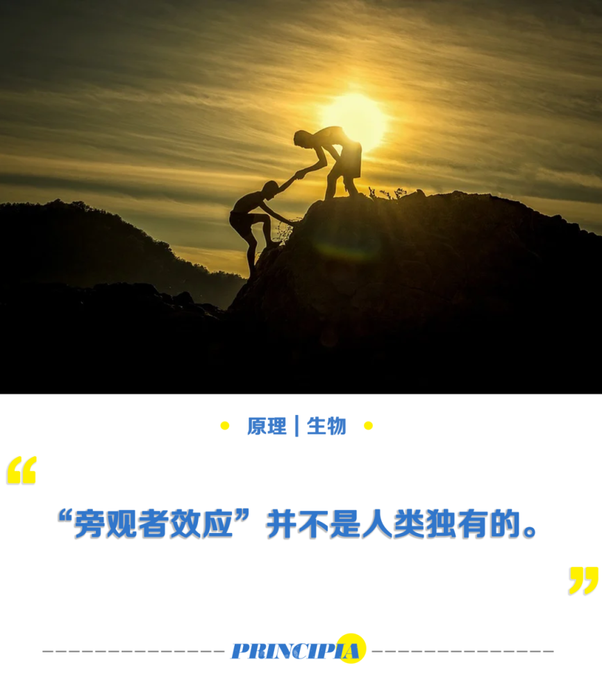 大鼠|旁观者效应是人类独有的吗？