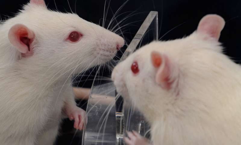 大鼠|旁观者效应是人类独有的吗？