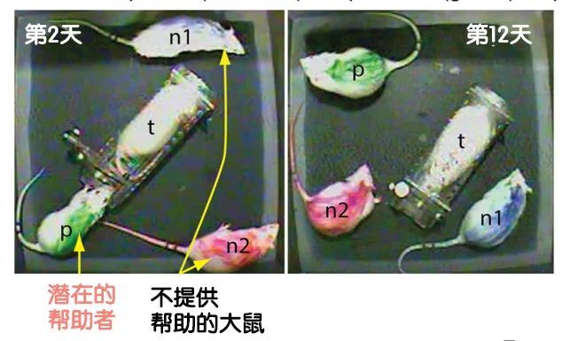 大鼠|旁观者效应是人类独有的吗？