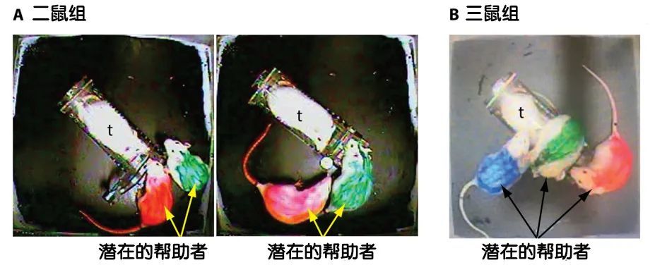 大鼠|旁观者效应是人类独有的吗？