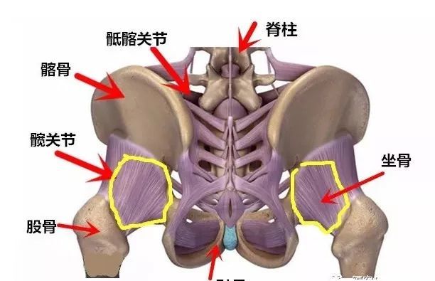 胸腰椎類同,包括腰/骶關節和骶/髂關節的