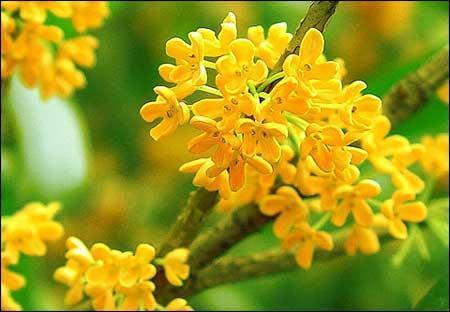 李清照|李清照指责《离骚》的词，大胆创新，其中一句大气磅礴，传唱千年